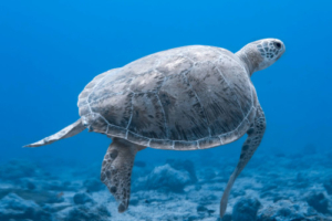 Megs, green turtle, adopted for Megan Rare leucistic green sea turtle swimming over reef, Hithadhoo Corner, Laamu atoll, Maldives. Image.