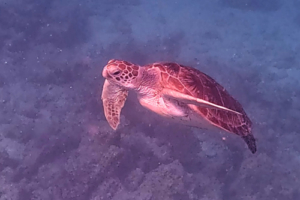 Adri, green turtle, adopted for Adriana Green turtle swimming up from the reef, Kuredu House Reef, Lhaviyani Atoll, Maldives. Image.