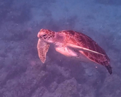 Green turtle swimming up from the reef, Kuredu House Reef, Lhaviyani Atoll, Maldives. Image.