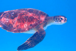 Bea, green turtle, adopted by Rosalie Bailie for Beatrice Green turtle swimming in the blue, Dhuni Kolhu House Reef, Baa Atoll, Maldives. Image.