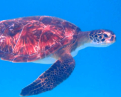 Green turtle swimming in the blue, Dhuni Kolhu House Reef, Baa Atoll, Maldives. Image.