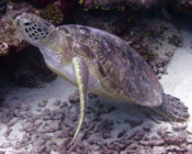 Green turtle, Hithadhoo West, Laamu Atoll, Maldives. Image.