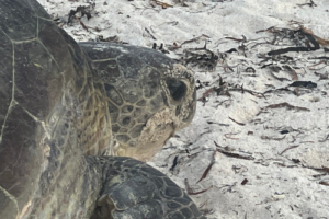 Saumya, green turtle, adopted by Gill and Stan Green turtle nesting on the beach, Olhuveli Island, Laamu Atoll, Maldives. Image.