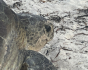 Green turtle nesting on the beach, Olhuveli Island, Laamu Atoll, Maldives. Image.