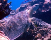 Green turtle resting in the reef, Olhuveli Reef, Laamu Atoll, Maldives. Image.