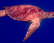 Green turtle swimming in the blue, Olhuveli Reef, Laamu Atoll, Maldives. Image.