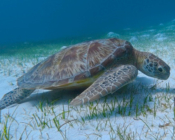 Green turtle foraing on sea grass in Le Meridien Lagoon, Lhaviyani Atoll, Maldives. Image.