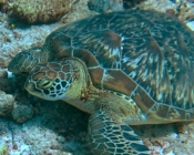 Green turtle resting, Cocoa Corner, South Malé Atoll, Maldives. Image.