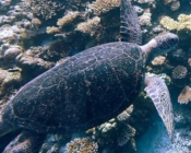Male green turtle, Sandbank, Laamu Atoll, Maldives. Image.