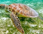 Green turtle on seagrass, Komandoo, Lhaviyani Atoll, Maldives. Image.