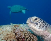 Adopt a turtle Laamu, Maldives
