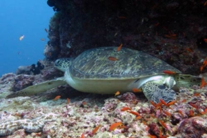 Bea, green turtle, adopted by Beate Hüber