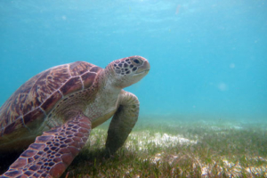 Jorch, green turtle, adopted by Jörg Schimke