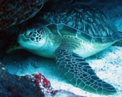 Green turtle, Kuredu Caves, Lhaviyani Atoll, Maldives