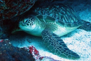 Fredy, green turtle, adopted by Stephanie Green turtle, Kuredu Caves, Lhaviyani Atoll, Maldives