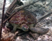Green turtle, Kuredu House Reef, Lhaviyani Atoll, Maldives. Image.
