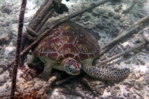 Filou, green turtle, adopted by Melanie & Stefan Reichl Green turtle, Kuredu House Reef, Lhaviyani Atoll, Maldives. Image.