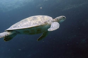 Schappi, green turtle, adopted by Andre Schapke Adopted green turtle, Maldives