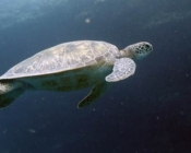 Adopted green turtle, Maldives