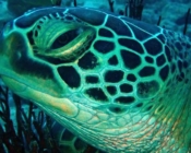 Adopt a green turtle, Maldives