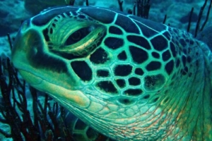 Reethi, green turtle, adopted by Rasmus & Emilie Adopt a green turtle, Maldives