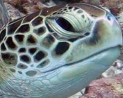 GR562, green turtle, Kuredu Caves, Lhaviyani Atoll, Maldives