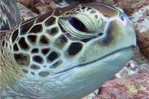 Elsa, green turtle, adopted by David & Jenny Ridder GR562, green turtle, Kuredu Caves, Lhaviyani Atoll, Maldives