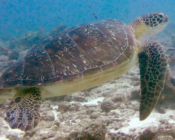 Green turtle, Kuredu Express, Lhaviyani Atoll, Maldives