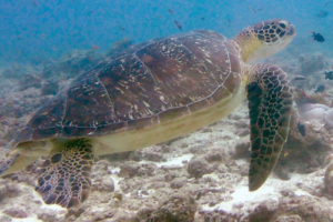 Winnie, green turtle, adopted by Trudie Andrew Green turtle, Kuredu Express, Lhaviyani Atoll, Maldives