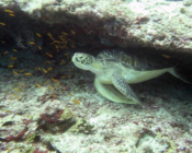 Green turtle, Felivaru, Lhaviyani Atoll, Maldives