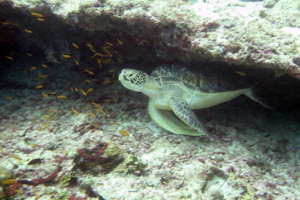 Meter, green turtle, adopted for Janett by Birgit Florkiewicz Green turtle, Felivaru, Lhaviyani Atoll, Maldives