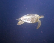 Adopta green turtle, Maldives