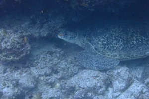 Oogway, green turtle, adopted by The Gautrey Family Green turtle, Kuredu Caves, Lhaviyani Atoll, Maldives