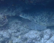 Green turtle, Kuredu Caves, Lhaviyani Atoll, Maldives