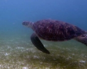 Green turtle, Kuredu House Reef, Lhaviyani Atoll, Maldives