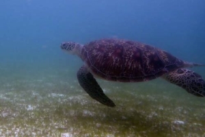 Julietta, green turtle, adopted for Julietta by Manuel Hector Green turtle, Kuredu House Reef, Lhaviyani Atoll, Maldives