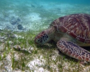 Leila, an adopted green turtle, Maldives
