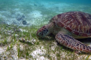 Leila, green turtle, adopted for Bettina & Hans-Jürgen by Ute & Torsten May Leila, an adopted green turtle, Maldives