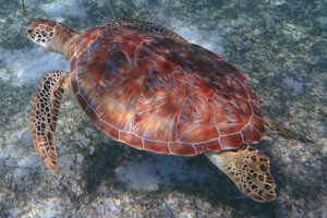 Sammy, green turtle, adopted for Sabrina by Christian Herget Green turtle, Kuredu Housereef & Lagoon, Lhaviyani Atoll, Maldives