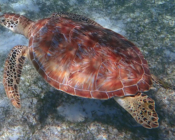 Green turtle, Kuredu Housereef & Lagoon, Lhaviyani Atoll, Maldives