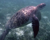 Green turtle, Kuredu House Reef, Lhaviyani Atoll, Maldives