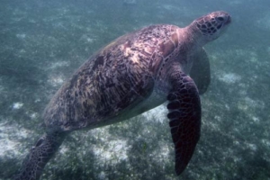 Andrea, green turtle, adopted by Andrea Green turtle, Kuredu House Reef, Lhaviyani Atoll, Maldives