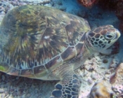 GR620 green turtle Levi, adopted turtle Maldives