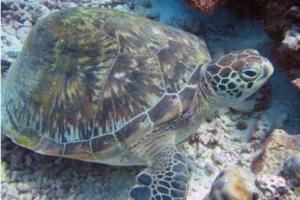 Levi, green turtle, adopted by Dietmar Bereiter GR620 green turtle Levi, adopted turtle Maldives