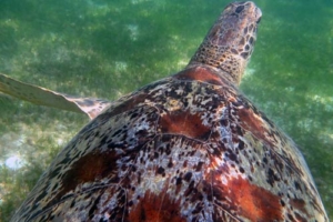 Evi, green turtle, adopted by Michael & Balbine Sommer Adopted green turtle Maldives