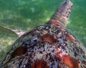 Adopted green turtle Maldives