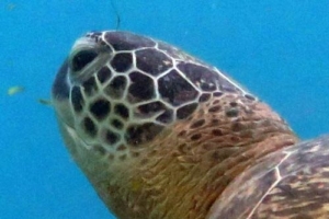 Minna, green turtle, adopted for Michael by Angelika Jung & Klaus Bernaisch Green turtle, Kuredu House Reef, Lhaviyani Atoll, Maldives