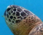 Green turtle, Kuredu House Reef, Lhaviyani Atoll, Maldives