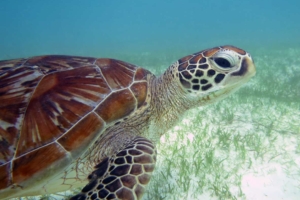 Chelonidas I., green turtle, adopted for Garrit GR635-Chelonidas-I.-green-turtle-ORP-Turtle_Photo-ID-Maldives
