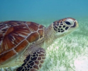 GR635-Chelonidas-I.-green-turtle-ORP-Turtle_Photo-ID-Maldives